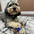 SPOT Bam-Bones PLUS Dental Chew Bone, Bamboo Fiber & Nylon with Massaging Rubber Center for Aggressive Chewers