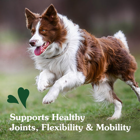 Greenies Hip and Joint Supplements for Dogs, Chicken Flavor, 30 Count Soft Chews, 6.08 oz