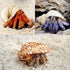 6PCS Large Natural Hermit Crab Shells, Size 3" - 3.5" for Supplies and Beach Decoration