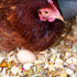 (2 (2 Pampered Chicken Mama Best Eggs Ever! Nesting Herbs for Chickens Pounds Total) for Chicken Nesting Boxes Calcium
