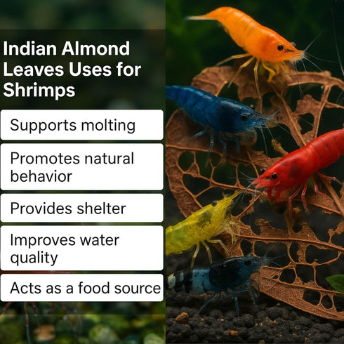 10 Pack, 6 Shrimp Tank Accessories Indian Almond Leaves for Shrimps,Snails,Crayfish Dried Catappa Leaves for Aquariums