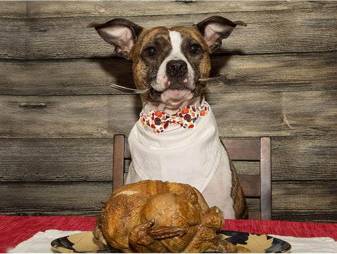 Lionheart Glory Turkey Dog Bow Collar, Bowtie Pet Gift Thanksgiving Collar for Small Dog