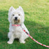 azuza Dog Collar and Leash Set, Cute Strawberry Patterns on Pink Nylon Collar and Matching Leash for Medium Dogs