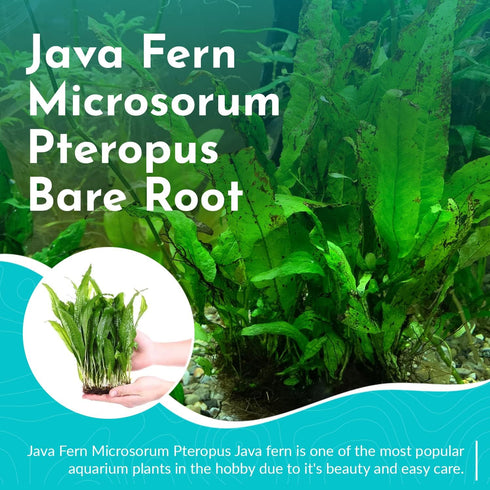 Java Fern Windelov - Live Aquarium Plants for Modern Aquariums, Easy Care for Beginners, Microsorum Pteropus Bare Root