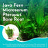Java Fern Windelov - Live Aquarium Plants for Modern Aquariums, Easy Care for Beginners, Microsorum Pteropus Bare Root