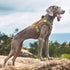 OneTigris Tactical Dog Harness with Handle, No-Pull Service Vest with Hook & Loop Panels (Coyote Brown, X-Large)