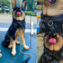 Durable Walking Dog Training Collar, Strong Stainless Steel Chain for Large Dogs