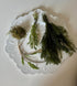 Generic Shrimp Aquarium Live Plant Bundle- Hornwort, Stellatus, Crypt, & Moss.