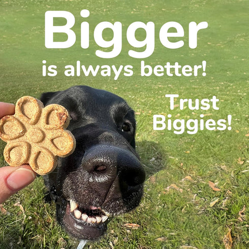 Fruitables Biggies Dog Biscuits, 16 oz – Crunchy Treats with Pumpkin, Real Fruit Flavor, Wheat, Corn & Soy Free
