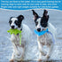Teyva Daily 6 Pack Set, Summer Floating TPR Squeaky Dog Toys for Pool Beach, Small Medium Dogs Water Fetch Swim Chew