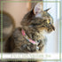 Country Brook Petz - Blueberry Fields Cat Collar - Floral Collection with 8 Charming Designs