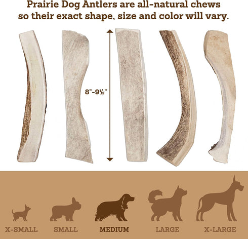 Prairie Dog Moose Antler Chew, Naturally Shed, Hand Harvested in North America, X-Large
