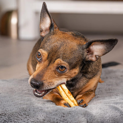 Pet Factory American Beefhide Mini Rolls - 3" Dog Chew Treats, Chicken Flavor, 40 Count/1 Pack