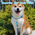YUEPET Dog Safety Collar Clips 5 Pack, Adjustable Prong Collar Backup Clips for Dog Harness