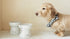 Necoichi Raised Dog Water Bowl - Elevated Non-slip Feeder for Dogs & Cats, Dishwasher Safe