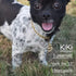 Gold Dog Collar 14mm/20mm Cat Puppy Chain Zircon Cuban Link Handmade Iced out Diamond Pendant Full Cz Prong Set Jewelry