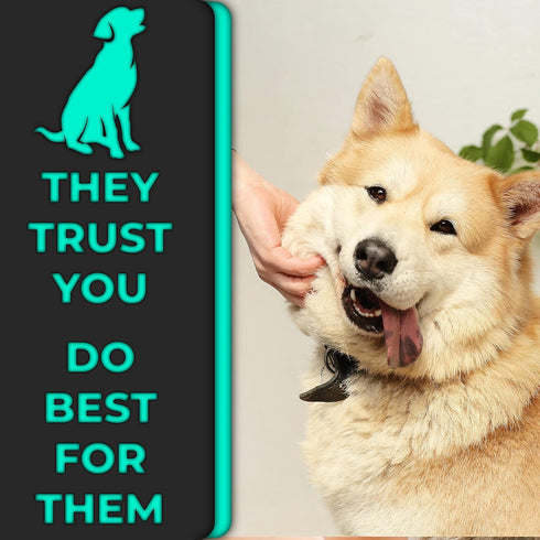 H&H Pets Dog Toothbrush Dual Headed Design for Small & Large Dogs, Available in 4 or 8 Counts Pack