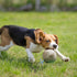 Nocciola Wobble Giggle Ball for Dogs, Interactive Squeaky Ball Toy for Small Medium Large Dogs, Fun Giggle Sounds
