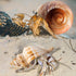 Hermit Crab Shells Turbo Shells, 12+ pcs Assorted Handpicked Turbo Shells for Hermit Crab House