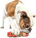 GURU Pet: Multi-Flavor Stick - Medium - Spinning Dog Chew Toy, Infused Flavors, Bacon-Chicken-Peanut Butter-Vanilla