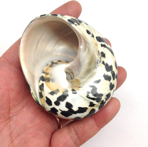 PEPPERLONELY 2 2-1/4 Inch 2-3/4 Inch PC Polished Black Magpie Turbo Sea Shell, Hermit Crab Sea Shells, ~