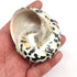 PEPPERLONELY 2 2-1/4 Inch 2-3/4 Inch PC Polished Black Magpie Turbo Sea Shell, Hermit Crab Sea Shells, ~