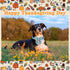 Unique Style Paws Thanksgiving Dog Collar with Bow Tie, Blue Turkey, for Small Medium Large Dogs, Autumn Winter Gifts -