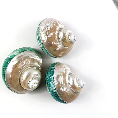 Heyiwell 3.5"~4.5" Inch Large Polished Jade Top Turbo Seashells&Hermit Crab Shells