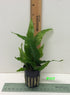 Jayco Buy2get1free,same Ps117, plant Java Fern, Microsorum Pteropus Potted Plant Live Aquarium Plant