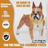 Designer Luxury Dog Chain Collar, Gold with CZ Buckle, 19mm Cuban Link, for Small Medium Large Dogs