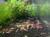 Premium Freshwater Shrimp Food for Healthy Aquariums
