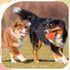 4 Pcs 4.5'' Spiky Squeaker Football Dog Toy for Medium Large Dogs, Spiky Balls for Aggressive Chewers, Fetch Training