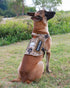 PETNANNY Tactical Dog Harness, Reflective Service Vest for Medium Large Dogs, Emotional Support with Padded Handle