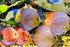 Aquaticblendedfoods A382 (2oz) Mini Bloodworm Sticks with Salmon,Spirulina,Brine Shrimp,Fish Food,Axolotl Food