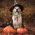 Halloween Dog Collar - Pumpkin Bat Ghost Pattern - Adjustable for Small Medium Large Dogs