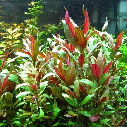Generic 3xAlternanthera Lilacina Plants, Live Aquarium Plant | Deep Purple & Red Aquatic Stem Plant for Stunning