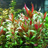 Generic 3xAlternanthera Lilacina Plants, Live Aquarium Plant | Deep Purple & Red Aquatic Stem Plant for Stunning
