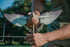 Avian-X PowerFlight Spinning Wing Dove Life-Size Motion Decoy - Durable Weather-Resistant Realistic Lifelike Hunting