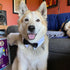 KOOLMOX Dog Bow Tie, Handcrafted Black Dog Bowtie with 21'' Adjustable Collar for Large Dogs Wedding Attire