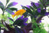AQUA KT Purple Aquarium Landscape Simulation Artificial Plant, Plastic Fish Tank Decoration, Aquatic Water Plant
