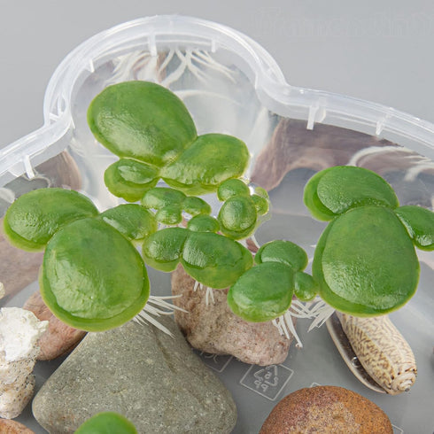 Framendino 54 Pack Floating Aquarium Plants, Artificial Plastic Fake Duckweed Simulation Floating Plants (3 Size)