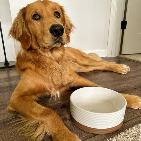 Mora Ceramic Pet Bowl Medium - 28oz Food/Water Dish for Large Puppies, Cats, Medium Dogs - Vanilla Basic Bowls