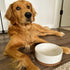 Mora Ceramic Pet Bowl Medium - 28oz Food/Water Dish for Large Puppies, Cats, Medium Dogs - Vanilla Basic Bowls