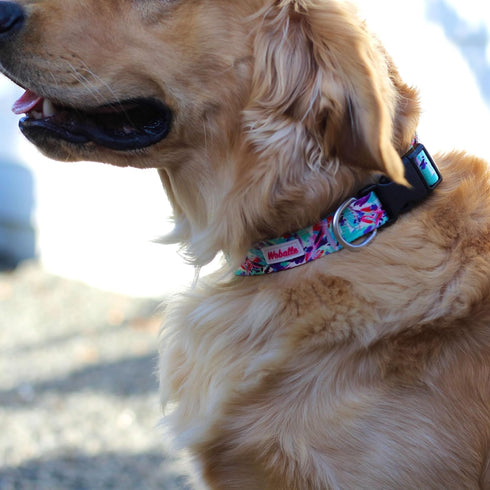 Classic Adjustable Pet Collar, Durable Comfortable for Small Medium Large Dogs, Made of Washable Polyester