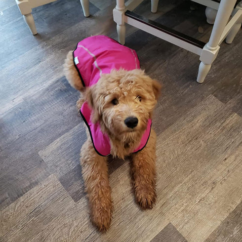 Mile High Life Dog Raincoat, Adjustable Waterproof Reflective Jacket for Small Medium Large Dogs (Hot Pink, M)