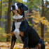 Spike Dog Collar | Spiky Series | Premium Genuine Bridle Leather, Heavy Duty, Padded for Medium, Large, XL Breeds