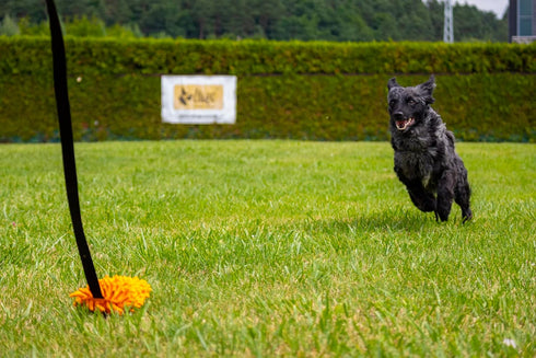 DINGO Dog Tug of War Toy - Outdoor Toy with Long Lead for Training, Soft Nubby-Textured Plush.
