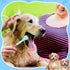 20 7 Inch 3 Vesici Pcs Dog Toothbrush Sided Pet Teeth Cleaning Brush Dental Care Suitable for Dog Most Pets Cat Puppy