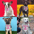 Luptiteuy Dog Birthday Bandana Birthday Girl Pet Scarf Bibs Accessories Party Supplies for Dog Lover Small Medium Puppy