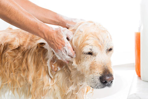 Efficient Gallon Pet Shampoo Pump - Fits Most Brands, Delivers 1oz, Time-Saving Shampoo Dispenser for All Dog Sizes